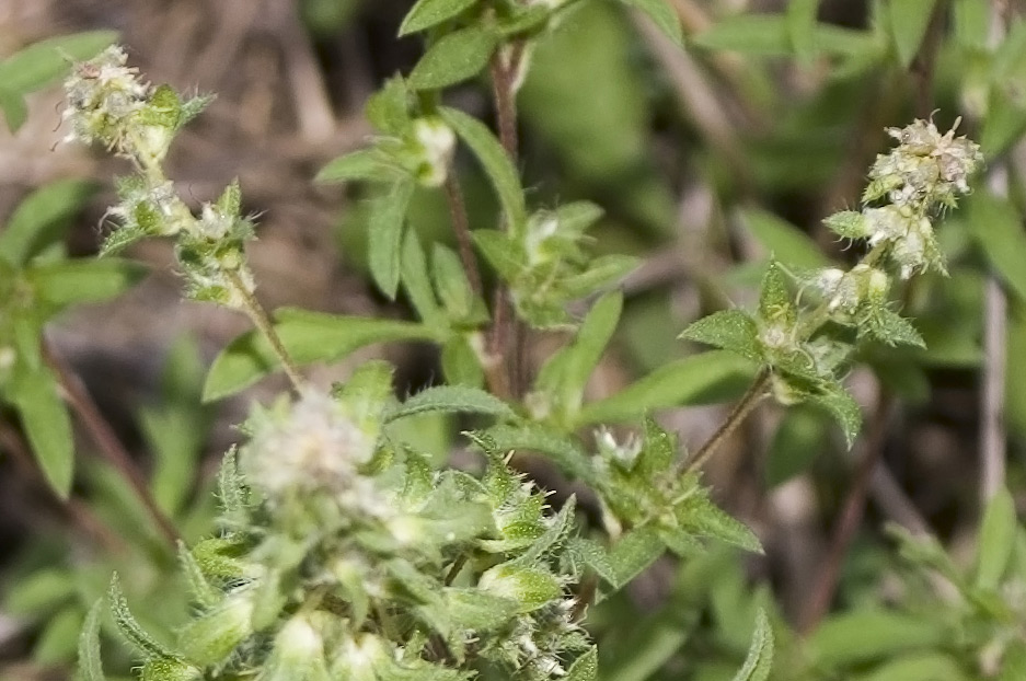 Ambrosia artemisiifolia / Ambrosia con foglie di Artemisia